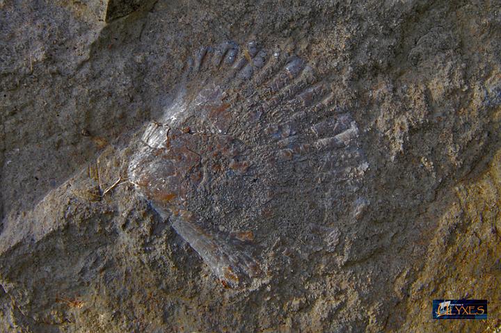 conchiglie fossili2.JPG